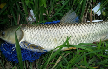 野生草魚多少錢一斤？野生草魚價格