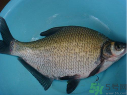 鳊魚多少錢一斤？野生鳊魚多少錢一斤？