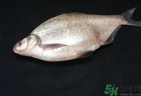 鳊魚多少錢一斤？野生鳊魚多少錢一斤？