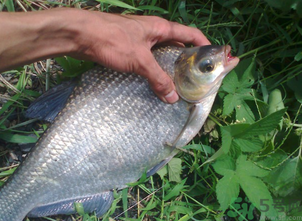 鳊魚多少錢一斤？野生鳊魚多少錢一斤？
