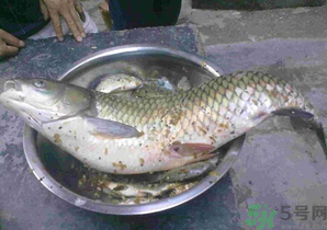 秋天夜釣草魚怎么釣？秋天夜釣草魚技巧