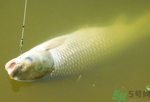 秋天夜釣草魚怎么釣？秋天夜釣草魚技巧
