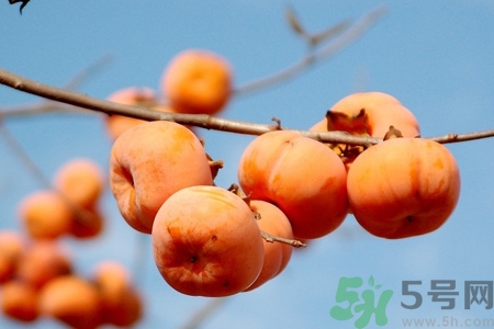 柿子為什么懶了就不澀口？懶柿子的功效與作用
