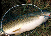 秋天夜釣草魚怎么釣？秋天夜釣草魚技巧