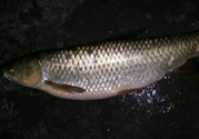 秋天夜釣草魚用什么餌料？秋季夜釣草魚餌料配方