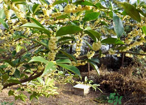 新鮮桂花怎么處理？新鮮桂花怎么保存？