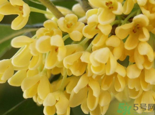 新鮮桂花怎么處理？新鮮桂花怎么保存？