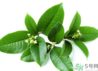 新鮮桂花怎么處理？新鮮桂花怎么保存？