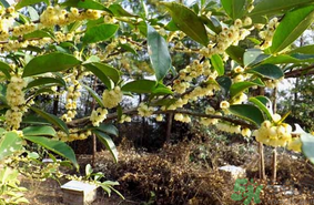 新鮮桂花能吃嗎？新鮮桂花怎么吃？
