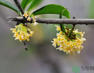 新鮮桂花可以做什么好吃的？新鮮桂花的做法大全