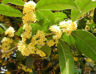 新鮮桂花可以做什么好吃的？新鮮桂花的做法大全