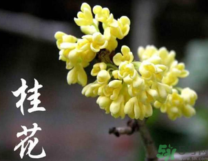 剛摘的桂花怎么處理？桂花摘下來怎么處理？