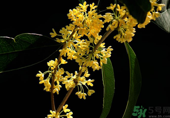 剛摘的桂花怎么處理？桂花摘下來怎么處理？
