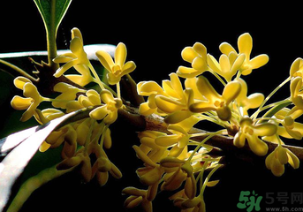 剛摘的桂花怎么處理？桂花摘下來怎么處理？
