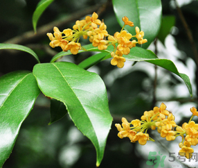 剛摘的桂花怎么清洗？新鮮桂花怎么清洗？