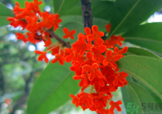 剛摘的桂花怎么清洗？新鮮桂花怎么清洗？