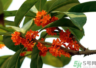 桂花怎么保存？桂花怎么保存香味？