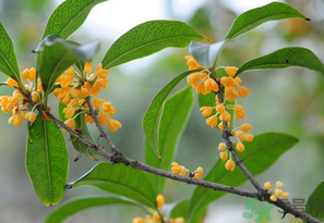 桂花怎么保存？桂花怎么保存香味？