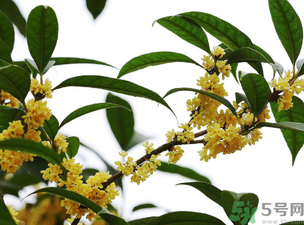 桂花怎么保存？桂花怎么保存香味？