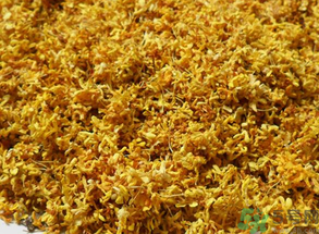  桂花多少錢一斤？桂花多少錢一兩？