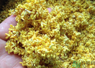 新鮮桂花怎么吃？新鮮桂花的食用方法