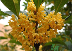 新鮮桂花怎么吃？新鮮桂花的食用方法