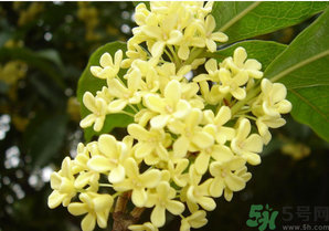 新鮮桂花怎么吃？新鮮桂花的食用方法