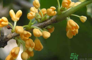 剛摘的桂花能吃嗎？剛摘的桂花可以吃嗎？