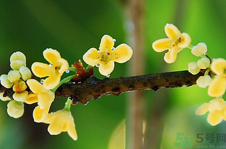 剛摘的桂花能吃嗎？剛摘的桂花可以吃嗎？