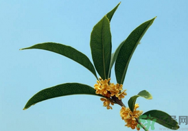 桂花可以做什么？新鮮桂花可以做什么？