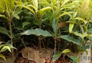 桂花可以做什么？新鮮桂花可以做什么？