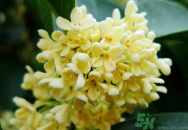 剛摘的桂花有蟲(chóng)怎么辦？干桂花長(zhǎng)蟲(chóng)怎么辦？