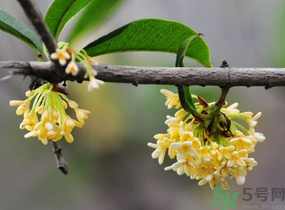 剛摘的桂花有蟲(chóng)怎么辦？干桂花長(zhǎng)蟲(chóng)怎么辦？