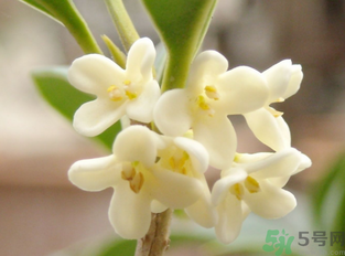 新鮮桂花怎么做干桂花？剛摘的桂花怎么處理成干桂花？