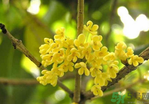 桂花怎么曬干？桂花曬好后可以做什么？