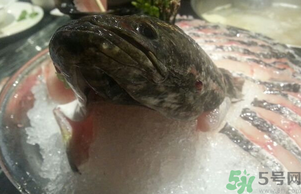 黑魚死了還能吃嗎？死黑魚能吃嗎？