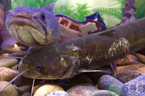 黑魚死了還能吃嗎？死黑魚能吃嗎？