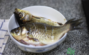 鯽魚死了還能吃嗎？死鯽魚能吃嗎？