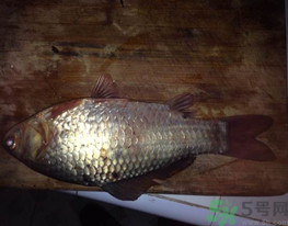 鯽魚死了還能吃嗎？死鯽魚能吃嗎？