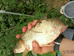 鯽魚死了多久不能吃？剛死的鯽魚能吃嗎？