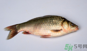 鯽魚死了多久不能吃？剛死的鯽魚能吃嗎？