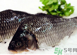 鯽魚死了一夜能吃嗎？鯽魚死了一天能吃嗎？