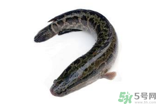 黑魚怎么洗掉身上的粘液？黑魚怎么洗才干凈？