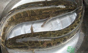 黑魚怎么洗掉身上的粘液？黑魚怎么洗才干凈？