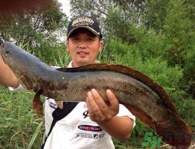 釣黑魚用什么餌？釣黑魚用什么餌最好？