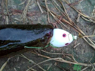 釣黑魚用什么餌？釣黑魚用什么餌最好？