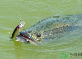 路亞釣黑魚用什么假餌？路亞釣黑魚用什么餌？
