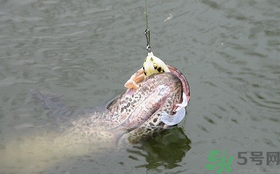 路亞釣黑魚用什么假餌？路亞釣黑魚用什么餌？