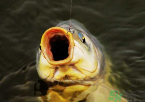 夜釣鯉魚用什么餌料？秋天夜釣鯉魚用什么餌料？