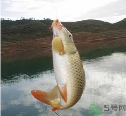 夜釣鯉魚用什么餌料？秋天夜釣鯉魚用什么餌料？